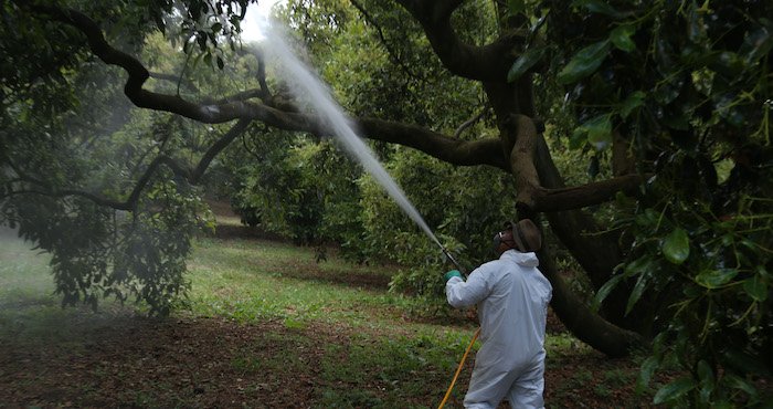 CophiMX's tweet photo. México y el manejo de plaguicidas peligrosos. #CalidadDelAgua #AguaMéxico

-->https://t.co/R2WB7YLvW8 https://t.co/1OcSKQYSid