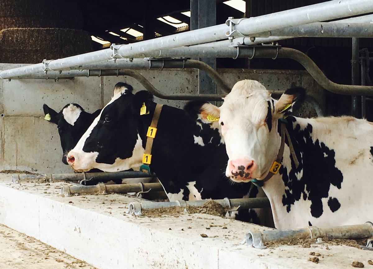 #boerenhoudenvandieren kijk maar eens op <a href="/koeiemorgen/">Koeiemorgen</a> 🐄elke morgen een #goedemorgen <a href="/bhietberg/">Bernd Hietberg</a> <a href="/sietskehilhorst/">Sietske Hilhorst ❤️</a> @annelylangereis <a href="/ahvangoor/">Aletta van Goor</a> <a href="/doriendewal/">Dorien Benning - de </a> <a href="/gekeenting/">Geke Enting</a>