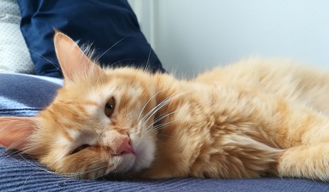 StuffCatsWant's tweet photo. *Cat Of the Week – Kali – January 21st 2019*

Everyone meet Kali, the beautiful orange fluff ball that was found wandering and crying in a dirty and dangerous construction site!

https://t.co/28YSW9mDkE

#Cat #Cats #Meow #MeowMeow #CatOfTheWeek #CatsOfTwitter https://t.co/TtJSSfniIH