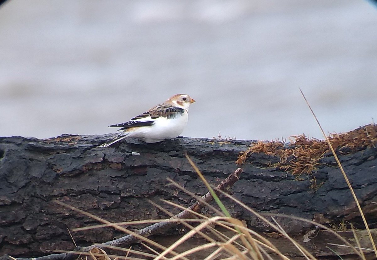 The best birds are the ones you stumble across unexpectedly! Was delighted to get close up views of this gorgeous Snow Bunting on Mersehead Sands this morning <a href="/RSPBDandG/">RSPBDumfriesGalloway</a>