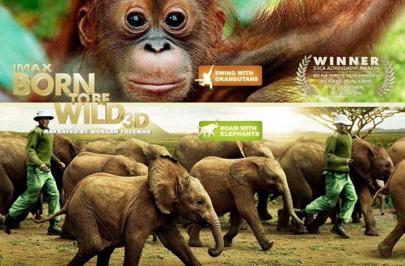 IMAXMN's tweet photo. They were born to be loved. Born to be free. And born to be wild. Experience 'Born to be Wild' in IMAX 3D today! https://t.co/CRncJtReWT https://t.co/HuOvbOQeMI