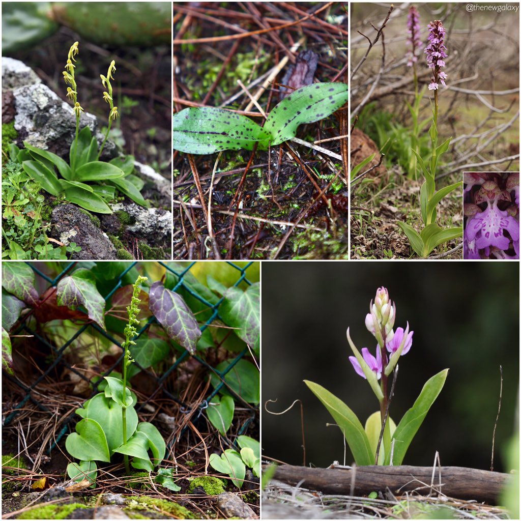 thenewgalaxy's tweet photo. @mark_meijrink @Haggewoods @SteveTandy3 @joshual951 @dunnjons @Matt_Greenwings @visit_tenerife @BotanyCamp @icooper_cooper @RebeccaEBate I’m not going to include rosettes for S. parviflora aff. “mascaensis” or O. bombyliflora but seen all of the species on Tenerife, though fate has so far cruelly denied me good images of them &amp; O. patens subsp. canariensis (bottom left) despite having visited in Jan, Feb and March https://t.co/jkmntFumrG