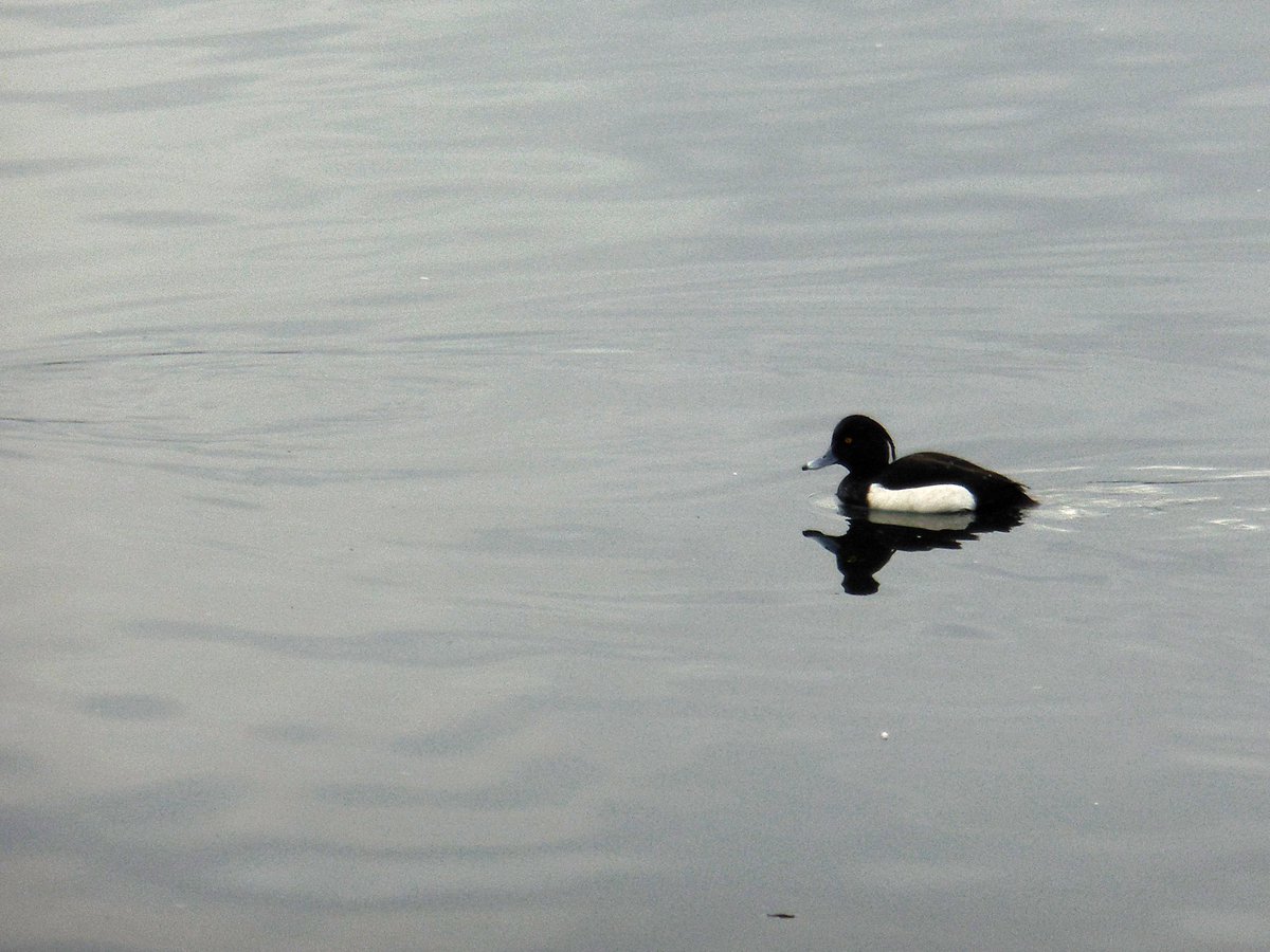 CRTinspectTom's tweet photo. Wildlife today at #Marsworth #Tringford #Startops #reservoirs

 #GrandUnionCanal

#canalrivertrust #canals #waterways #winter #tuftedduck #cormorant #heron #swan 

#lifesbetterbywater Peace &amp; calm for your own #Wellbeing https://t.co/9Puo3ea3vY