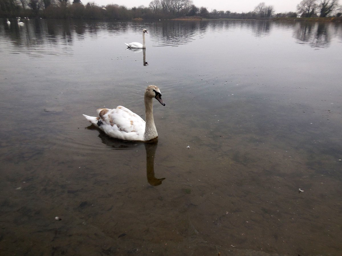 CRTinspectTom's tweet photo. Wildlife today at #Marsworth #Tringford #Startops #reservoirs

 #GrandUnionCanal

#canalrivertrust #canals #waterways #winter #tuftedduck #cormorant #heron #swan 

#lifesbetterbywater Peace &amp; calm for your own #Wellbeing https://t.co/9Puo3ea3vY