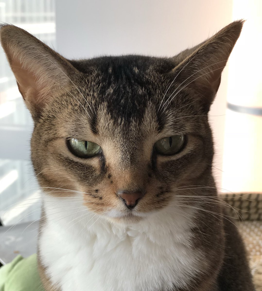 HiddenHarlow's tweet photo. Why do you taunt me with tuna sandwiches human? *sigh* I just can’t with you... https://t.co/d5egdQS3E2