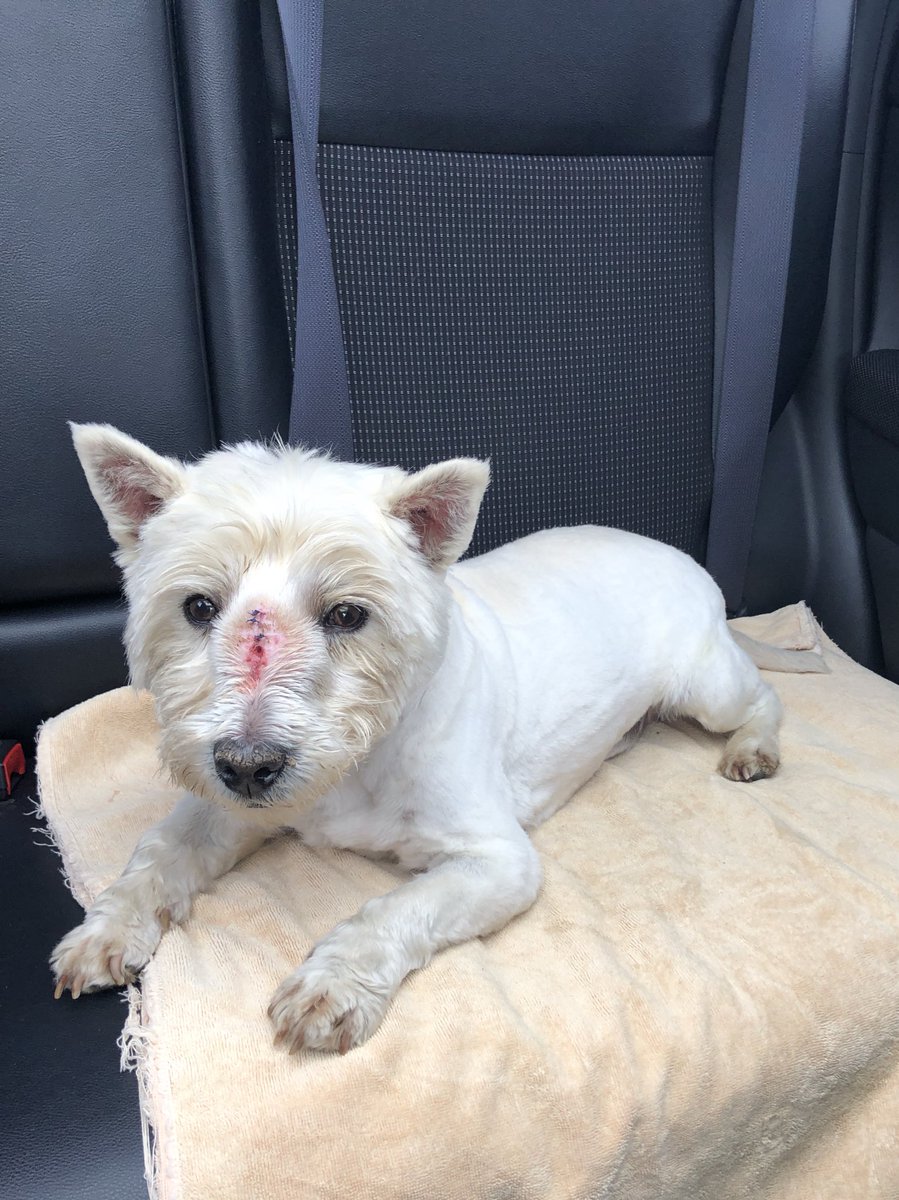 Chicos necesito ayuda, mi perrito tiene cáncer y necesito un medicamento URGENTE se llama Palladia (Toceranib) y no está acá en Chile por fa si pueden compartir para ver si alguien lo tiene o si me lo puede traer! Estoy desesperada‼️#TodosconRoger #AyudemosaRoger