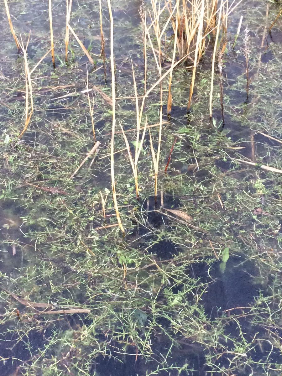 Na de theorie, watercrassula herkennen buiten. Polder Ceres, niet alle verschijningsvormen zijn hier te vinden.