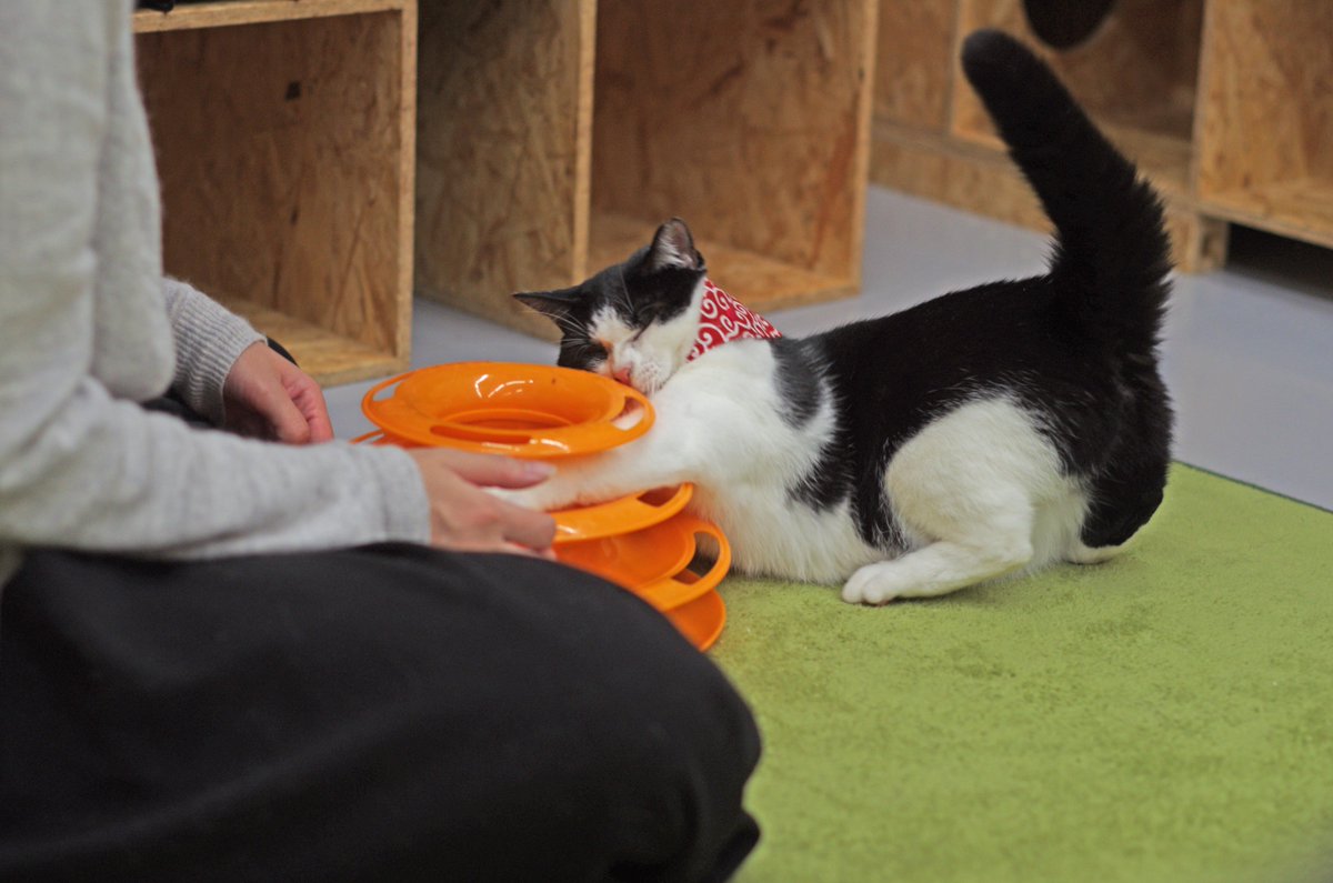 Fj となねこ しおりちゃん 夢中になり過ぎて目を閉じてる それにしても しっぽが太い しおりちゃん ミャーーーオ Meooow 保護猫カフェ リトルキャッツ 卒業生 ある日の一枚 猫 猫写真 ネコ Cat ごんぶと