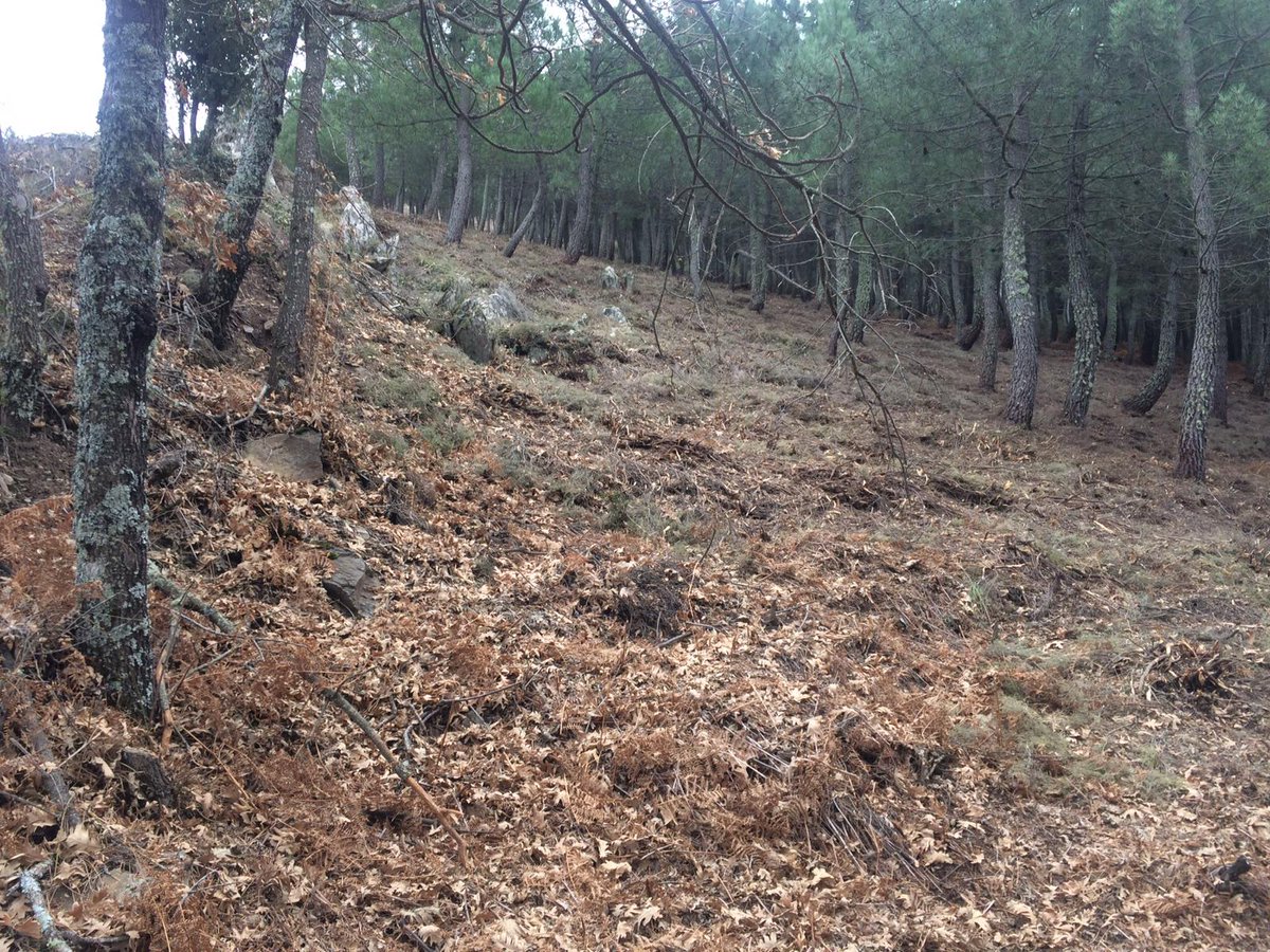 AT_Brif's tweet photo. #BLP @BrifPINO realiza tratamiento de desbroce, clara y poda para faja auxiliar de 40 metros de anchura a cada lado, en red secundaria de cortafuegos en Robledillo de Gata #Cáceres
Es tiempo de #PrevenciónIIFF
#BRIF https://t.co/wCjPv6S1Ug