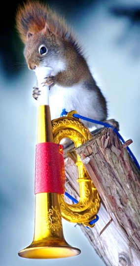 birdsunlimited's tweet photo. Celebrate Squirrel Appreciation Day! https://t.co/z29PhaPtfm 🐦 Wild #Birds Unlimited #birdwatching #nature 🐿️#SquirrelAppreciationDay #backyardbirdfeeding https://t.co/zUSr4c15B8