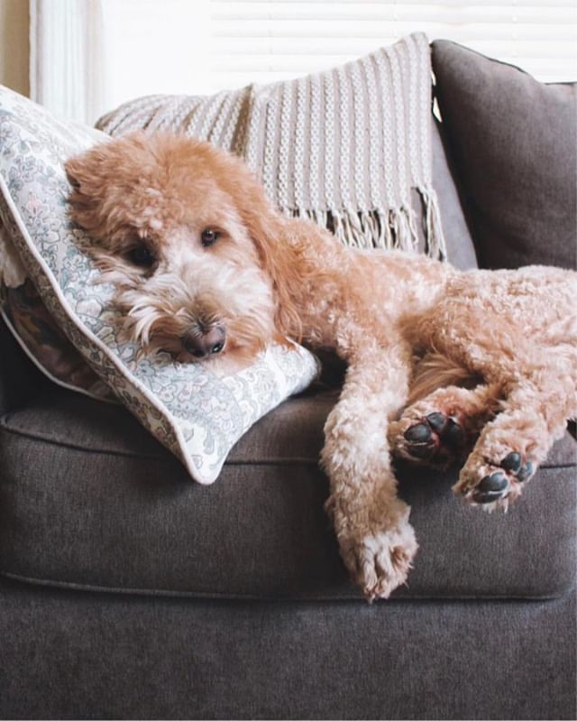 cowboymagic's tweet photo. Is it naptime yet?
Photo by @pennytheozarkdoodle
.
"You miss 100% of the naps you don’t take. 😴” #goldendoodle #goldendoodles #goldendoodlesofinstagram #goldendoodlesofinsta #goldendoodlesofig #goldendoodlepuppy #goldendoodlepuppies #doodle #goldend… https://t.co/imQz9o9hyw https://t.co/kB6qVCvjqw