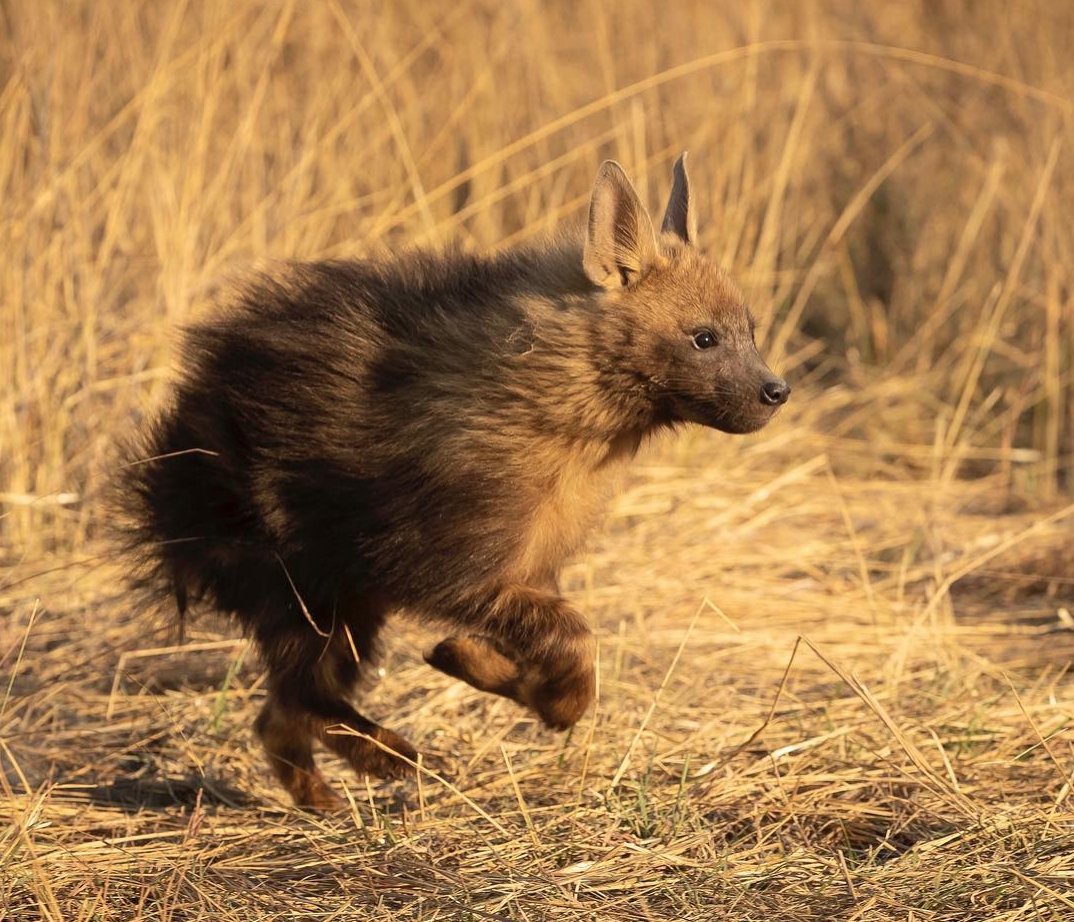 Speeding into the weekend like this incredibly rare brown hyena. 

Photo by Jens Cullmann (instagram.com/jens_cullmann)!