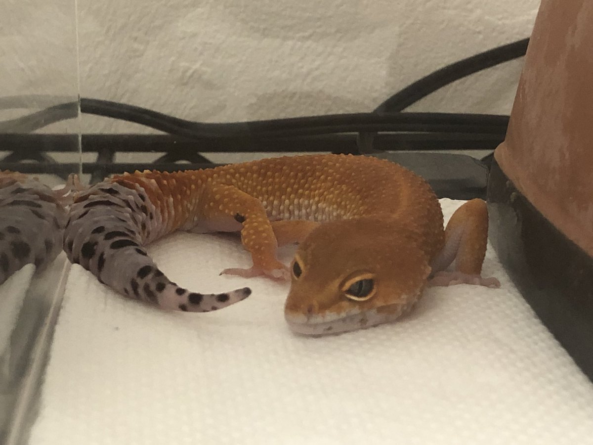 reptileramune's tweet photo. 生き物大好きで基本動物に貢いでます
豆柴/レオパ2/ボールパイソン/b&amp;wテグー/ベルツノ/イエアメ2/オオミズヘビ/ミシシッピニオイガメ/ジーペンロッククビナガガメ/プロトプテルスエチオピクス/シルバーアロワナ/ベタ/チャカチャカ/ヒスイトビガエル/ダルメシアンワラジムシ/タランチュラ/オラ文字数 https://t.co/EO4EBplRJL