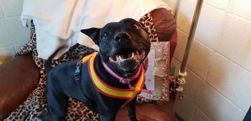 RSPCASheffield tweet picture