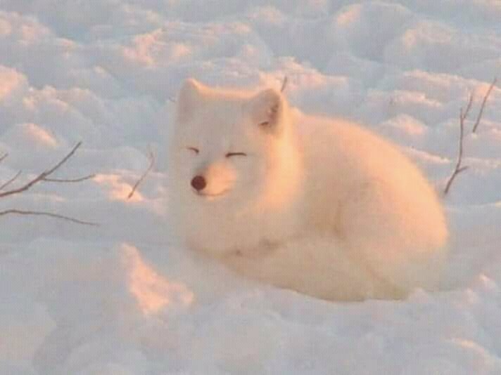 Snalww's tweet photo. fts d cachorrineos fofos pra vcs https://t.co/dl4sLrvCWd