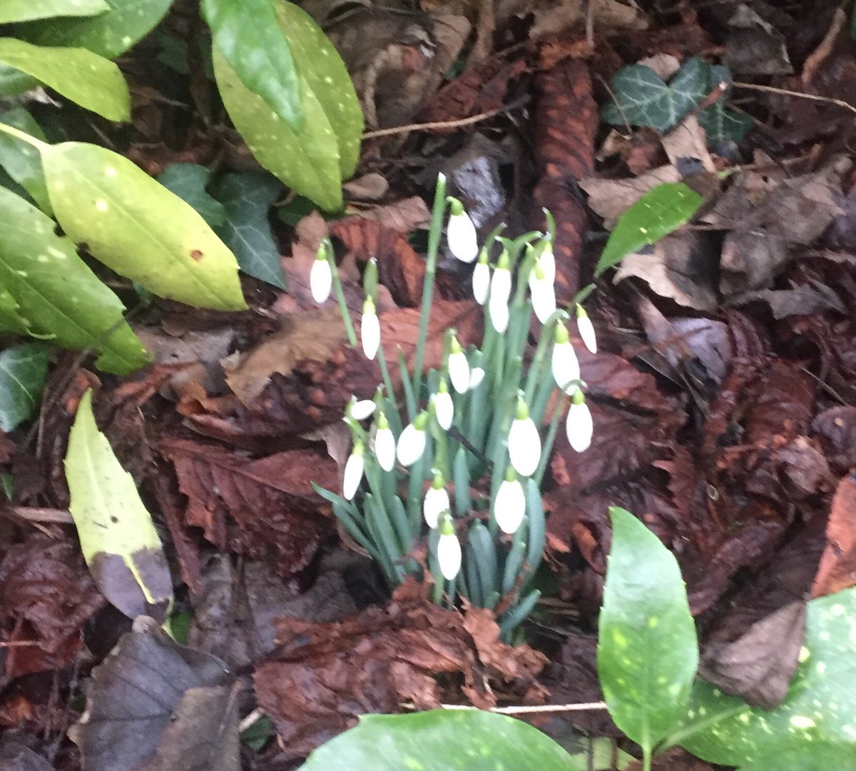 HurtieH's tweet image. Just got the ok from my latest post vulval cancer check up and then saw this first sign of Spring! #tinysteps #tryingtobepositive