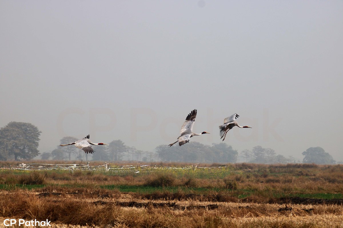 chandraptk's tweet photo. Take off of Sarus Cranes.
Place: Birthplace of Lord #Buddha #Lumbini, Nepal.
#VisitNepal2020 #VisitLumbini #BirdofLumbini #Birding #Birdwatching #Nepal #Lumbini #Sarus #Crane #BirdsofLumbini https://t.co/oO7i51hESi