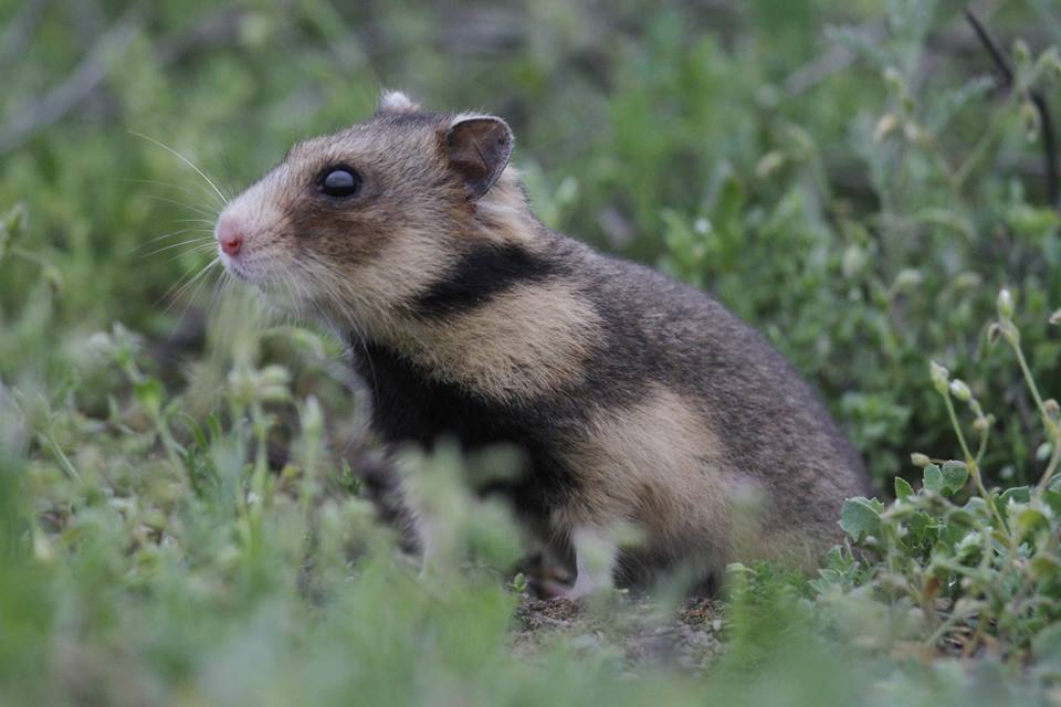 romanian hamster