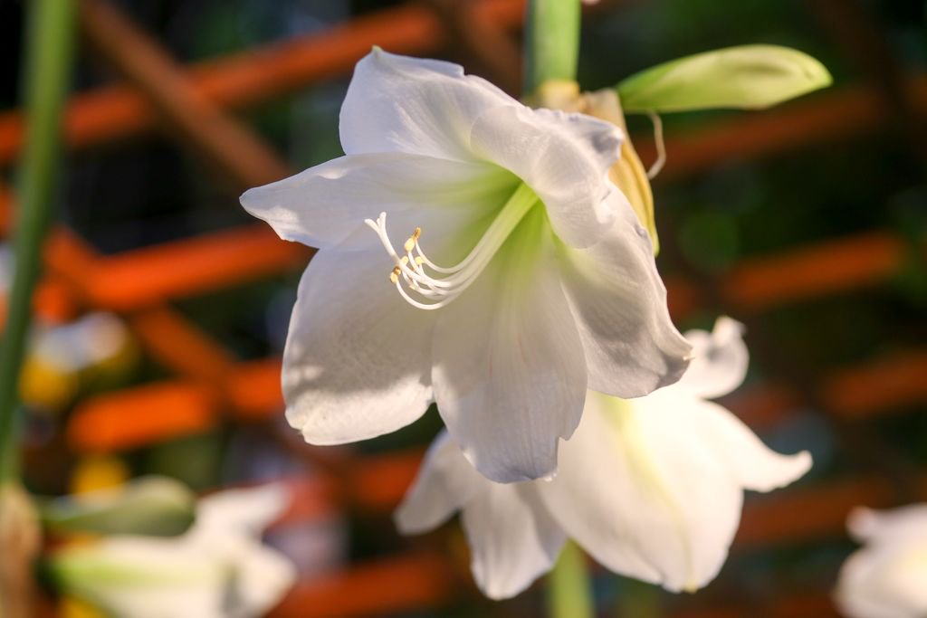Let us brighten your Blue Monday! Let's make it a Bloomonday!
#BlueMonday #Bloomonday #Arendshoeve #TheGardenOfAmsterdam #notsoblue #flowers #bloemen