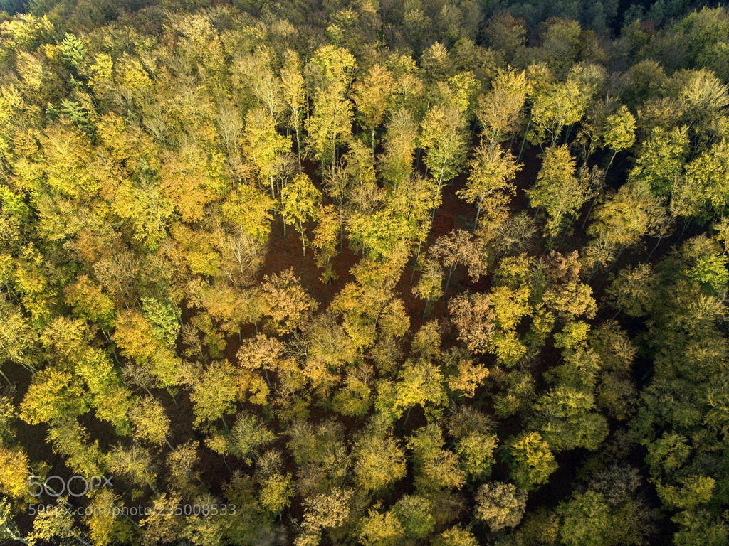 Autumn forest from above. (автор фото dawesign) #red,autumn,forest,aerial,view,fall,background,landscape,drone,nature,road,natural,colorful,tree,beautiful,woods,yellow,travel,season,leaves,october,poland,green,sunny,golden,outdoor,orange