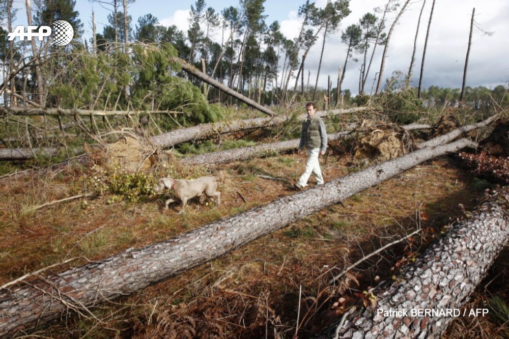 afpfr's tweet photo. Dix ans après la tempête Klaus, le massif forestier des Landes de Gascogne, plus grande forêt artificielle d'Europe, reste défiguré mais se relève lentement, à l'identique, après un "chantier de reboisement historique" https://t.co/soQkRagHwB #AFP https://t.co/ZnZn8FziC0