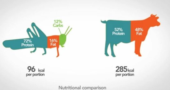 Les insectes ont des bienfaits pour notre corps. Ils ont moins de graisses que les autres de viande, en moyenne on compte 16% de matières grasses contrairement à la viande qui en a 48 %. Goutez et vous aimerez !
docteurbonnebouffe.com/entomophagie-b…