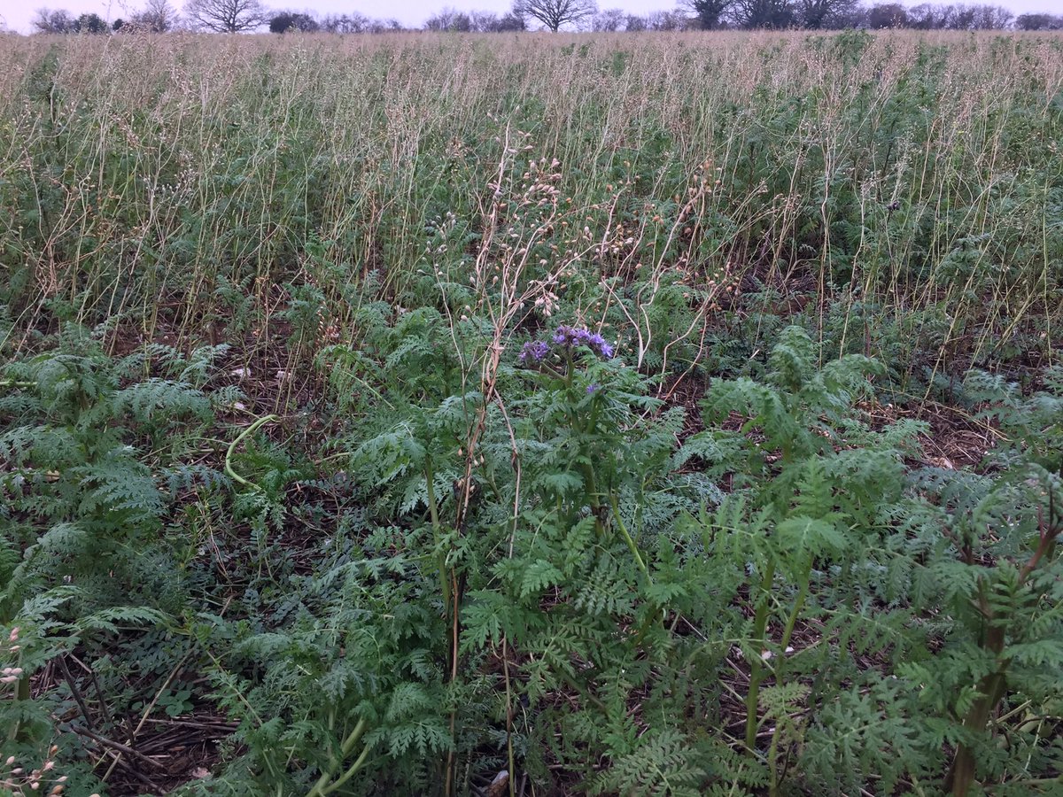 fowell103's tweet photo. Cover crops still doing what they are supposed to! Lupins and Phacelia still flowering, Camelina dying back and frost helping biomass depletion. I think that’s all good? https://t.co/yMlZiroHCc