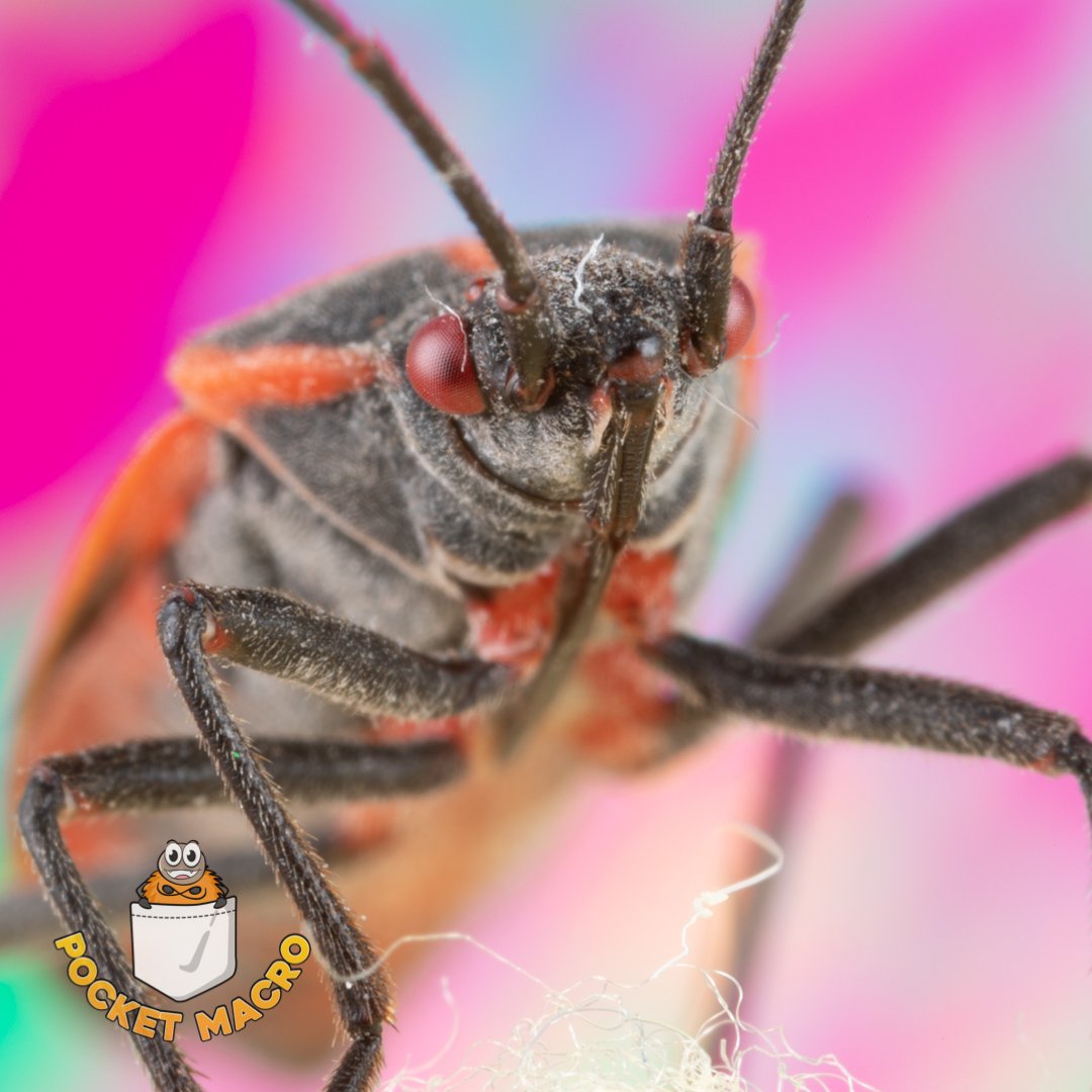pocketmacro's tweet photo. Oh what's that!! Boxy being cute!!! You don't say! Yep, here is Boxy being cute ... did I mention how much I miss this little bug π? He is fine back at home, I didn't take him with me on my road trip.
#BoxyTheBoxelderBug #BoxelderBug #Bug #BugBuddy #Boxy #Buddy #TeamCanon https://t.co/RImfxtDYEF