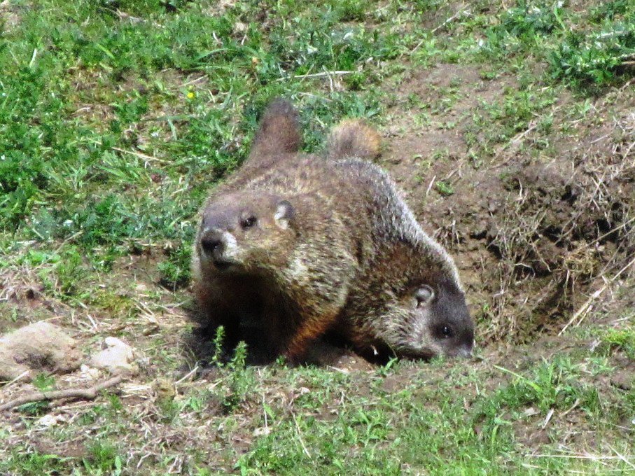 Library4NUCC's tweet photo. It's #GroundhogDay! Not sure these guys can predict the weather, but can't wait to see them on campus again this spring. Thanks to Arlene for the photo.

#Weather #wildlife #LastJune https://t.co/sFYpcEgavF