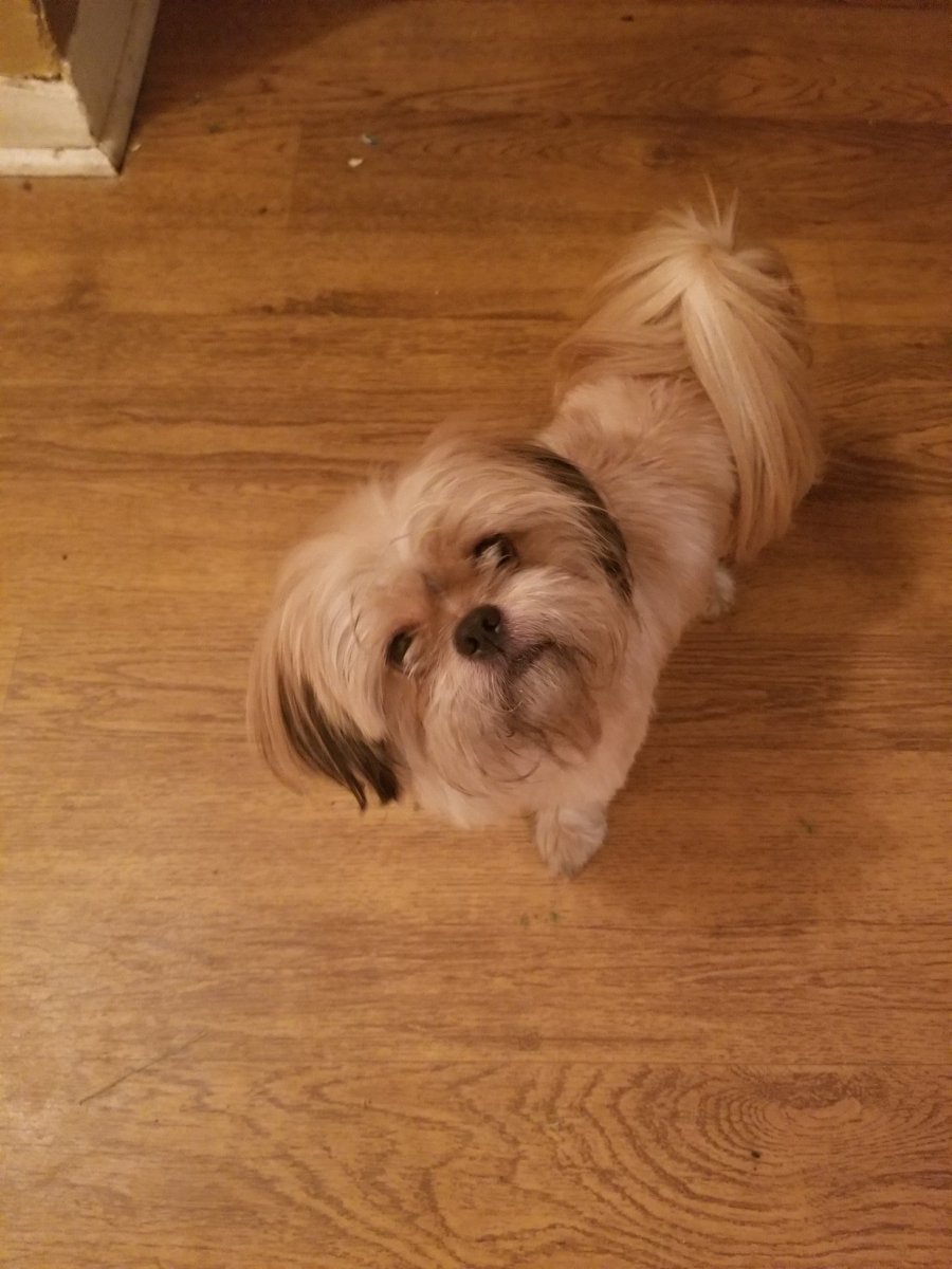 orangelantern87's tweet photo. @JossStone Maisy, her name rhymes with daisy. https://t.co/lhrQ9bmGQa