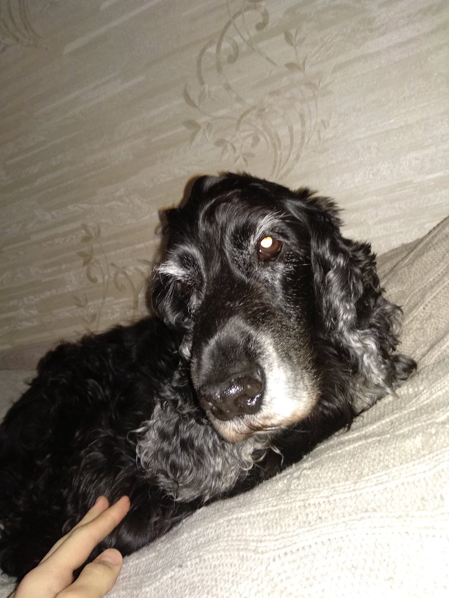 lehaLEM's tweet photo. @elootgg doggy https://t.co/9iV8k7qADu