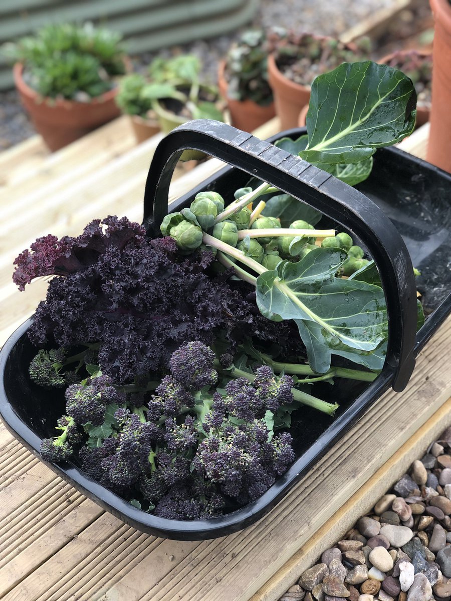 RobsAllotment photo