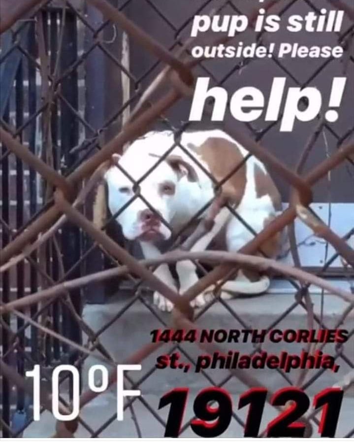 juleekerr's tweet image. #911 #PSPCA #ACCTPhilly
Someone help!!!!!!!!!!!!