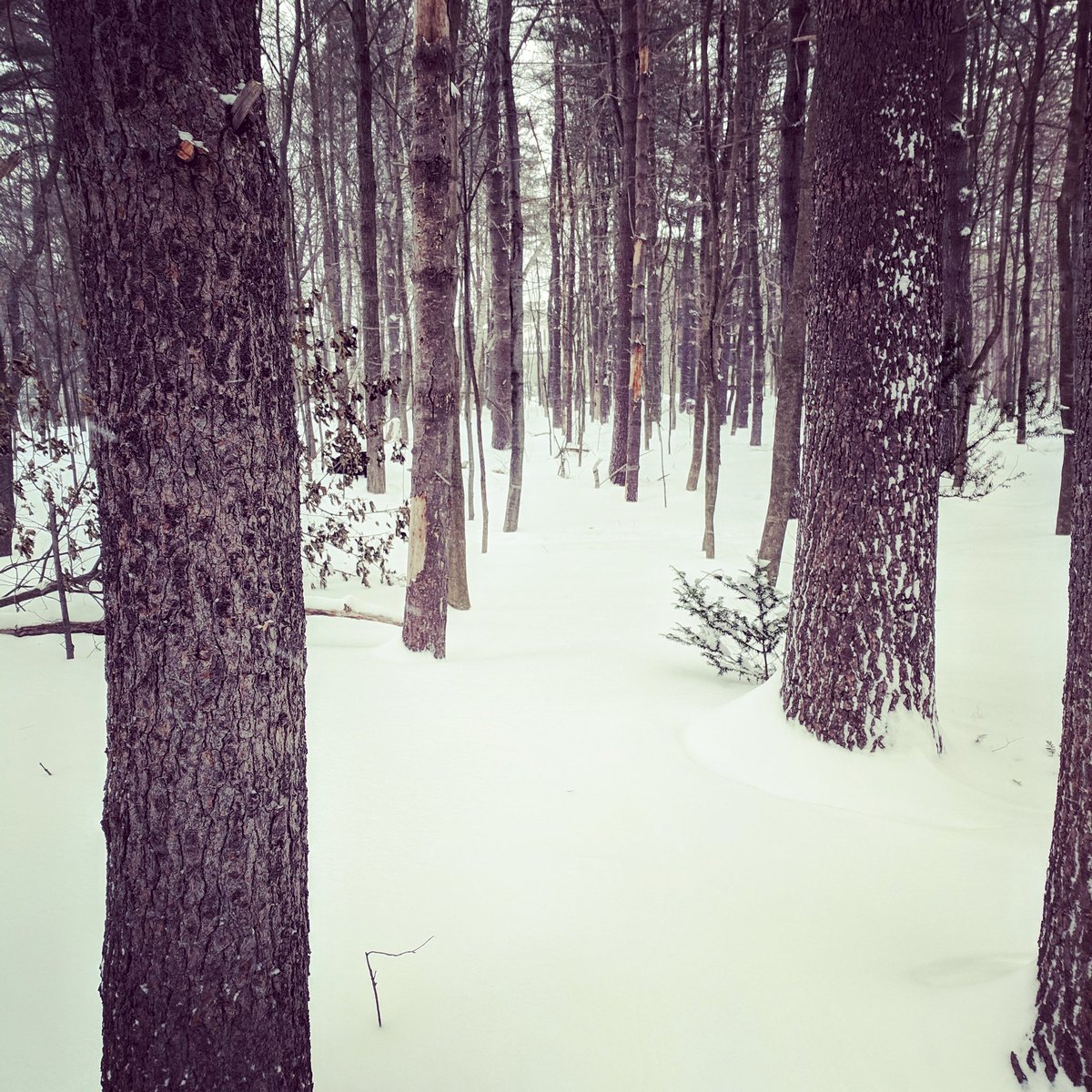 CowVt's tweet photo. I hope you are getting to play in the #snow #snowday like this cow did! #VT https://t.co/BH8j5MgPrA