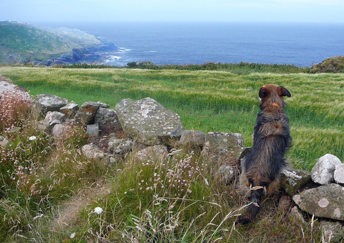 Forthglade's tweet image. #BlueMonday has us thinking about the amazing walks we can go on with our pup! Have you entered the @swcoastpath photo competition yet? There’s still time! Snap a picture at your favourite part of the path and #PawsOnThePath to be in-it to win-it! Photographer Anne Cooke