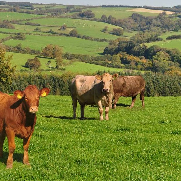 What's On Appleby: BETTER BEEF BREEDING Whats on Appleby: BETTER BEEF BREEDING