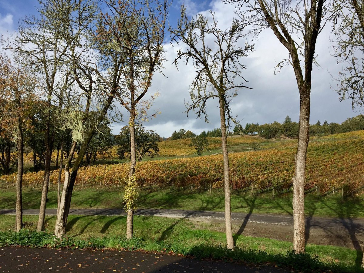 Cellar 503 tweet media