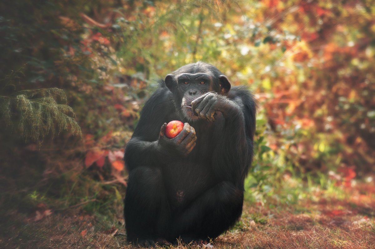 Our neighbor Harley LOVES Mercier Apples! Harley is a 9-year-old former laboratory research chimpanzee who is now permanently retired at the <a href="/projectchimps/">Project Chimps</a> sanctuary near Blue Ridge, GA.