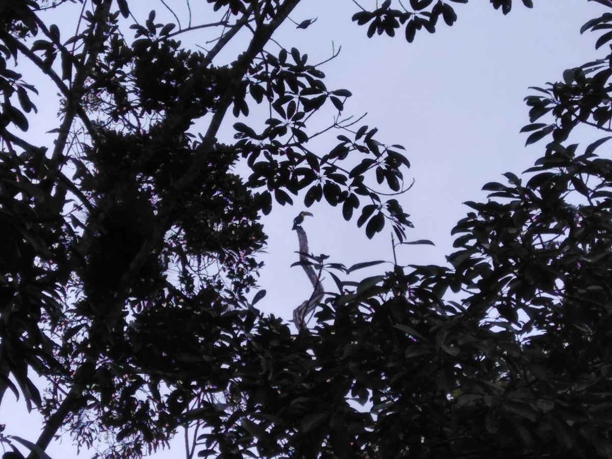 FrontierCAX's tweet photo. Visiting ruins, a big part of the activities during the first weeks of the trail! Tikal definitely is worth its fame! Enjoying the rain rainforest's are known for and their incredible fauna and flora! This 15/01/2019 definitely was my best 15th of January so far! #volunteering https://t.co/oq2SFLmea0