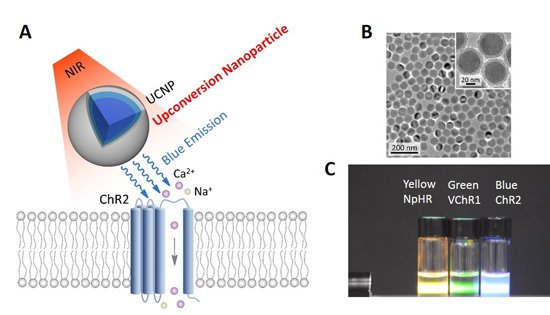 IEEEBrain's tweet photo. Deep thoughts - that's what we've got when it comes to this outstanding #IEEE #BrainInsight article on how near-infrared upconversion #optogenetics helps #brain stimulation to go deep: https://t.co/tYicwgHR9f #newsletter #neuroscience https://t.co/l4X65PUONa