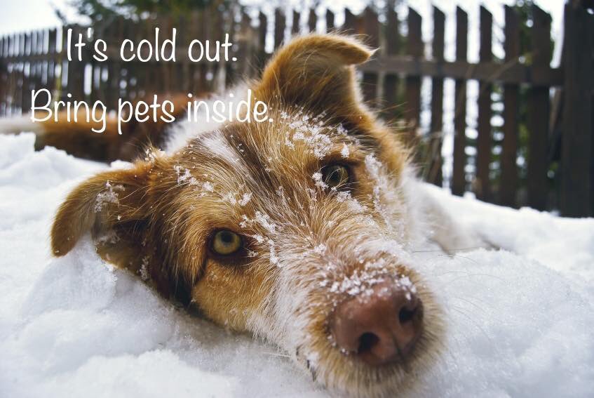 If it's too cold for you, it's too cold for your pets!! It's 17F outside, and pets are at risk of frostbite, hypothermia, etc if left outside for more than a few minutes.  If you are concerned for a pet's safety in your area, please call our Animal Control team at (703) 931-9241.