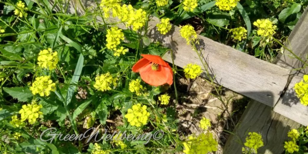 Haiku of the Day:

A lone poppy
In a golden sea of yellow
Basking - sentinel

#haikuchallenge #haiku #wondersofnature #ourworldisworthsaving #flowers #poppy #nature #naturepoem #yellow #urbanecology