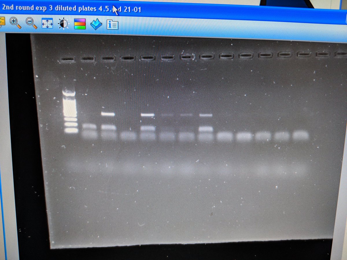 ElleBell1601's tweet image. When waiting to be able to sample from fish results in late night lab work... Gel showing final samples of 2nd round PCR. In total, over half of my 200 samples need to be re run... Now to pipette fish faeces at 19:30! #phdchat #phdlife @IBAHCM #pcrproblems