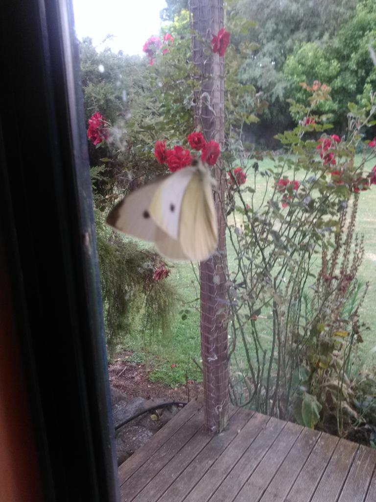  Long may our lord and savoir reign, happy birthday Mr Taliesin Jaffe (have this butterfly as a gift) 