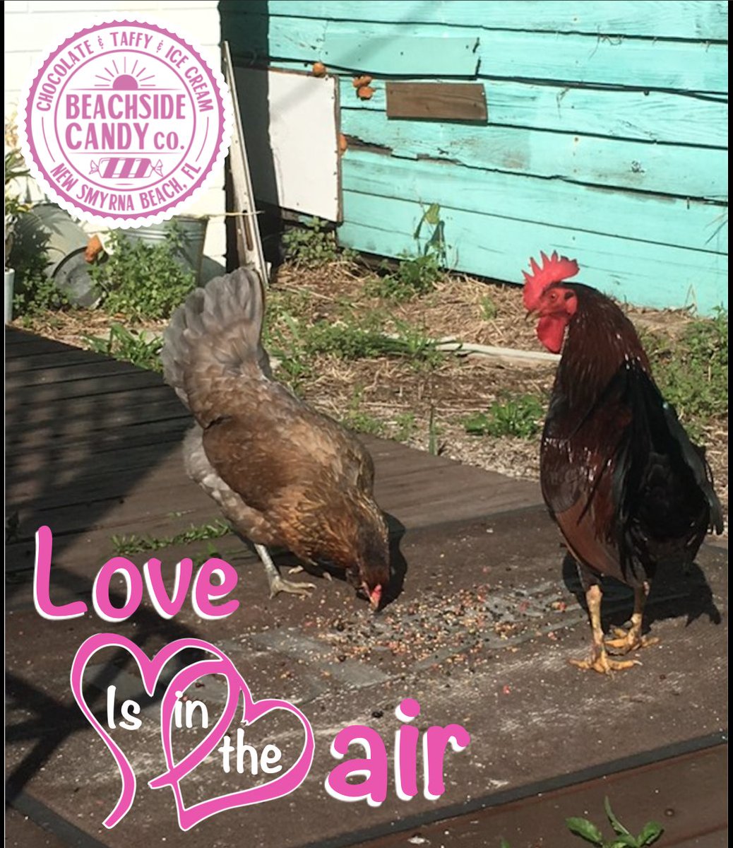 BeachsideCandy's tweet photo. Our feathered friends are enjoying a stroll down Flagler Ave. today! Stop by Beachside Candy Co. and say hello! 
#Flagerave #BeachsideCandy #NSBRooster #LoveNSB #CandyMan https://t.co/BXYb2iFuIl