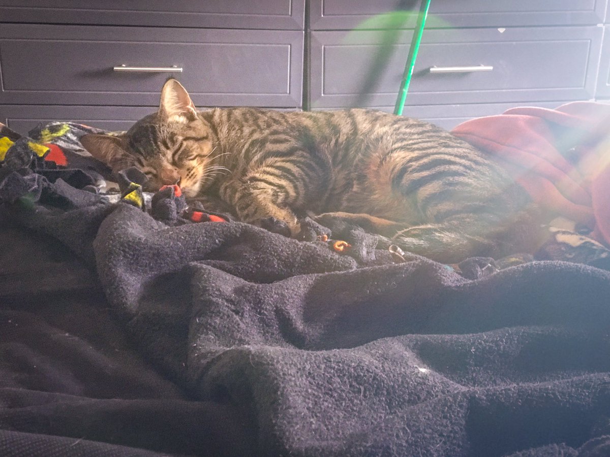 nickfordney's tweet photo. Little boy😻 https://t.co/PCu4GrEsQi