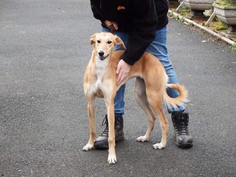 NWDogRescue's tweet photo. 🐾FLORA 🐾 I haven't had anyone to love me and teach me right from wrong.  Could it be you? 
Please RT to help me find my furever home.
You'll find all my details and an enquiry-form here
https://t.co/GLUjHn0jKk

#FFH https://t.co/3q3eqhYCiM