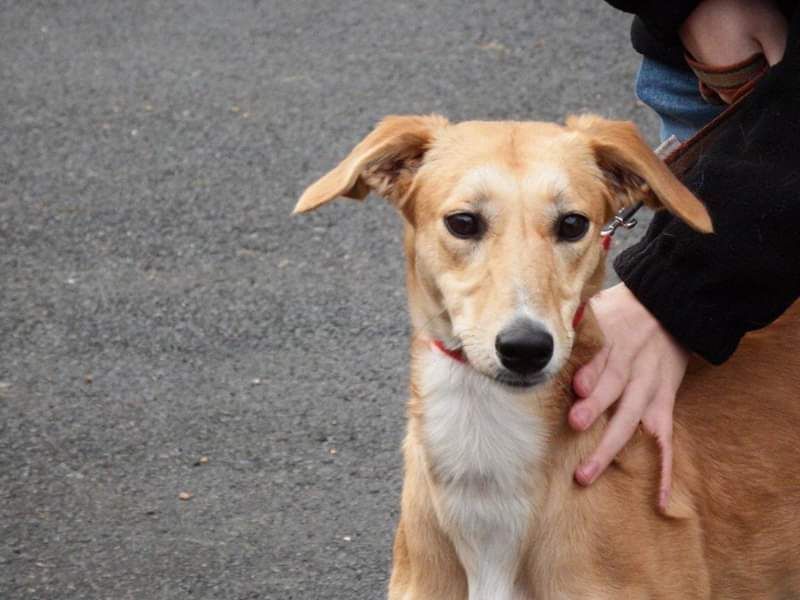 NWDogRescue's tweet photo. 🐾FLORA 🐾 I haven't had anyone to love me and teach me right from wrong.  Could it be you? 
Please RT to help me find my furever home.
You'll find all my details and an enquiry-form here
https://t.co/GLUjHn0jKk

#FFH https://t.co/3q3eqhYCiM