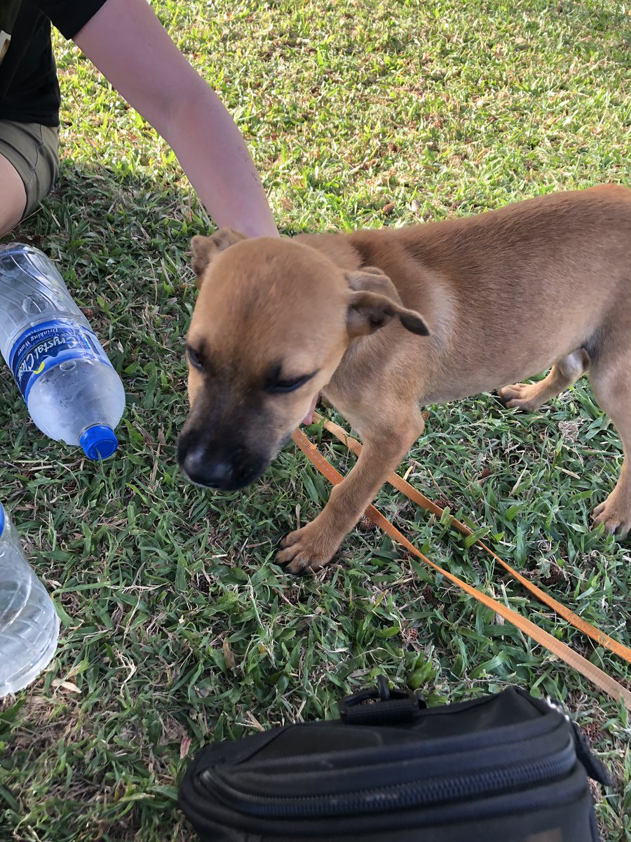 JessicaKushner's tweet photo. @aircanada you didn’t let a family saving a dog and cat in to the plane in st luscia so awful!! https://t.co/lEf8QtTSSJ