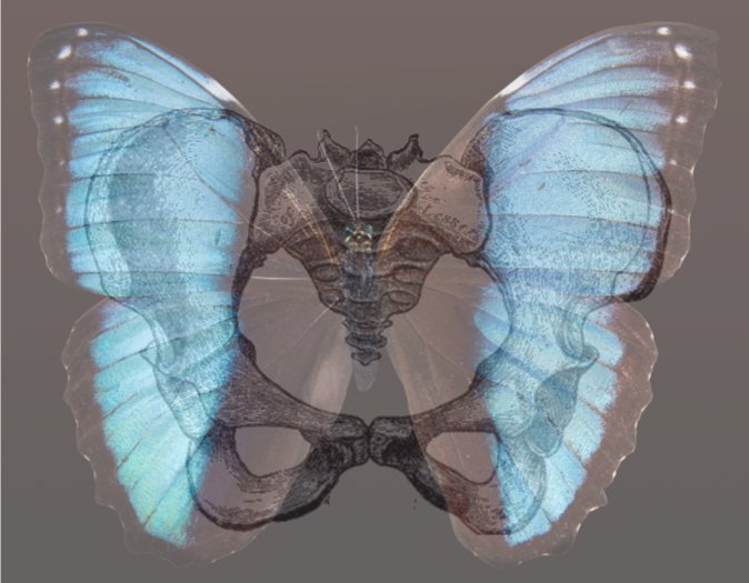 Upcoming Workshop: Liberating the Psoas with Kim Hart. March 22 2019, from 3-6pm. Creating freedom and liberation in the psoas muscle can help to reduce  or alleviate low back pain, improve fertility, allow your spine to  stabilize, and more. Registration: adagioholistic.as.me/schedule.php?a…